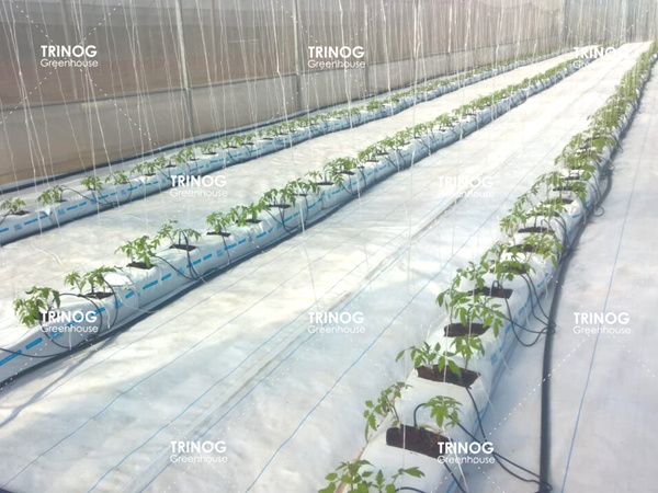 Mauritius Modern Tomato Plantation Farm (en inglés)