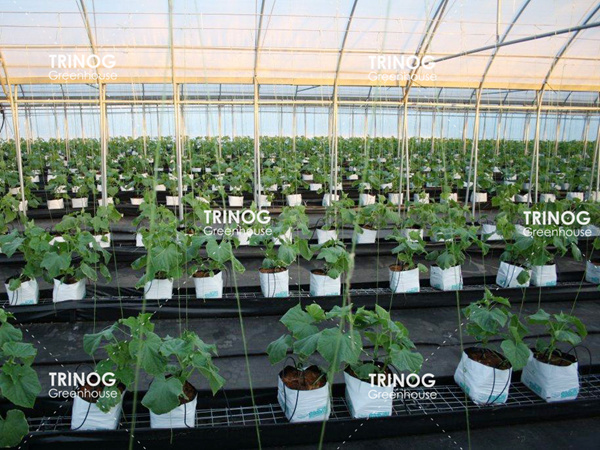 黄瓜可可豆种植温室
