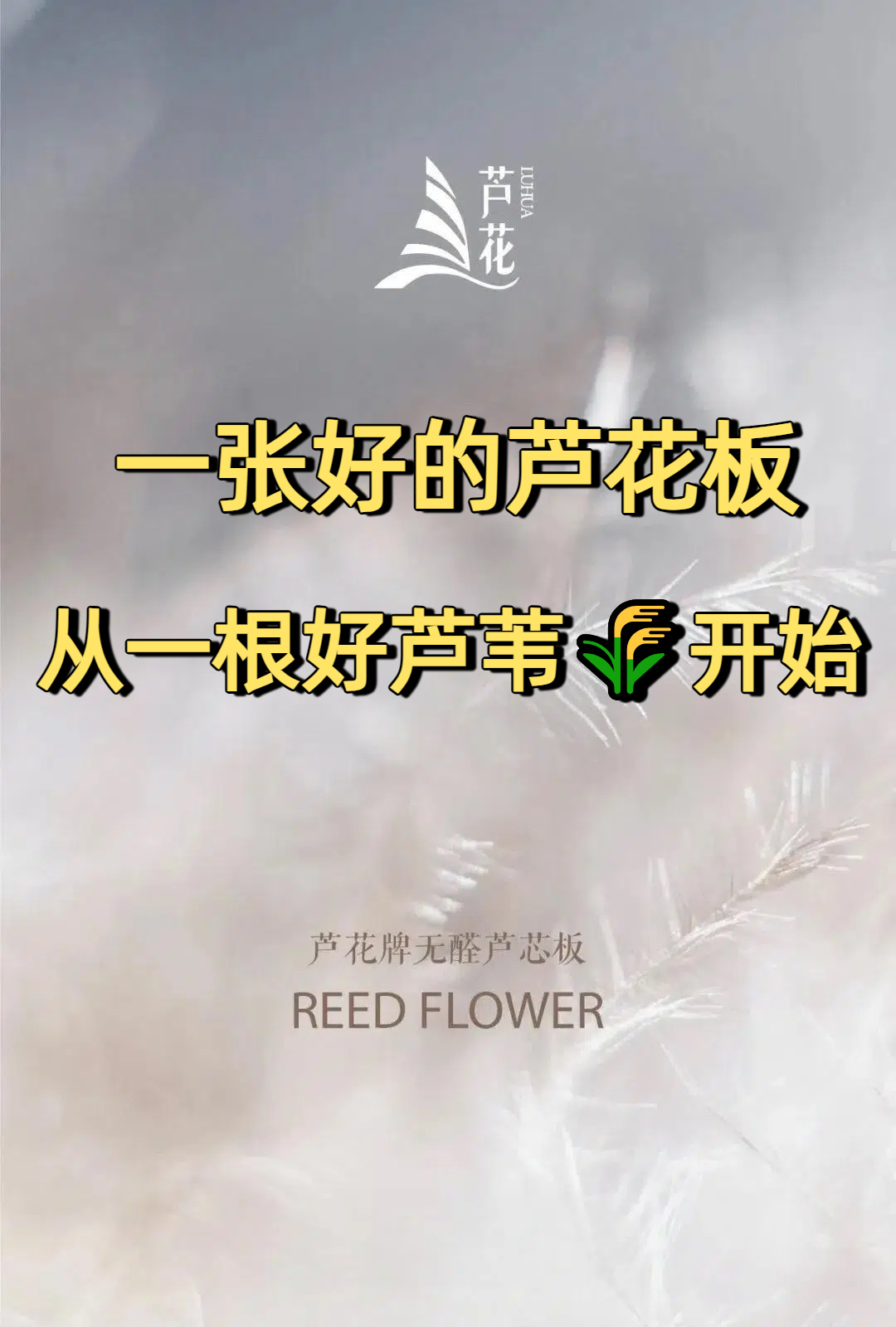 不是所有蘆花板都一樣！好板材，從一根好蘆葦開(kāi)始