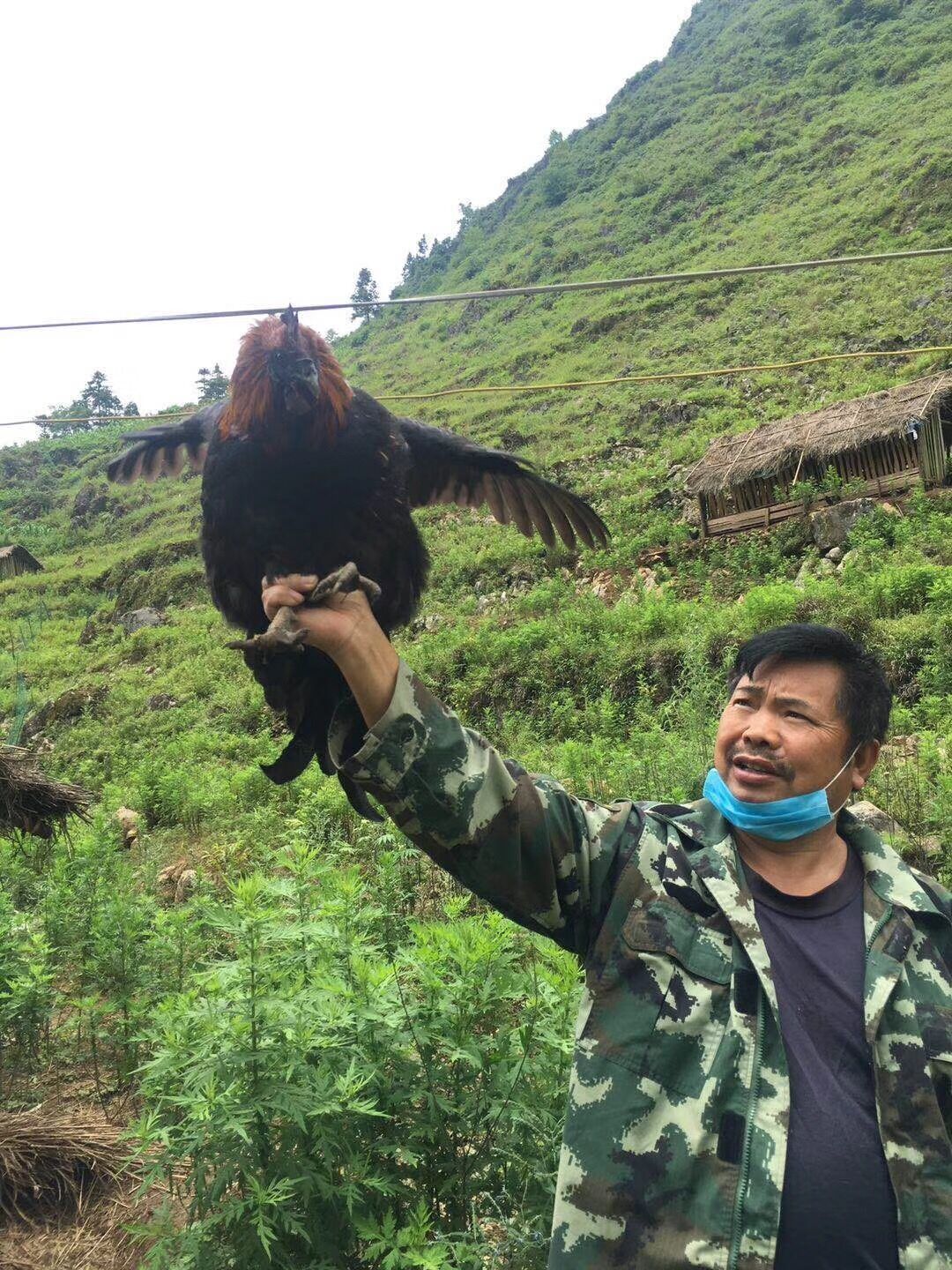 【重磅】普安深山发明神秘“仙人鸡”，，，您绝对没有想到！-贵州金禾农业有限公司
