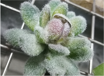 Simulation flower
