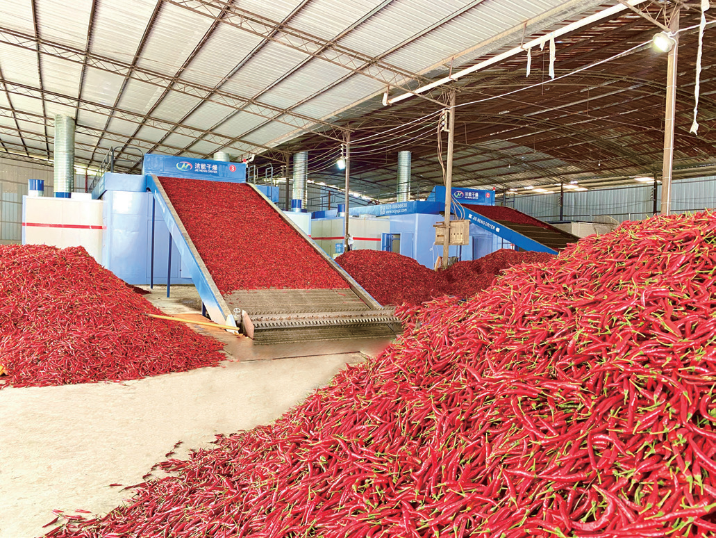 Chili drying production line