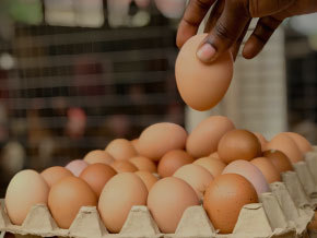 Pulp egg tray production process