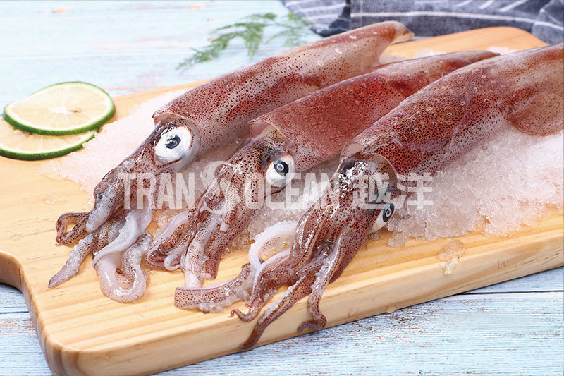 Loligo Squid