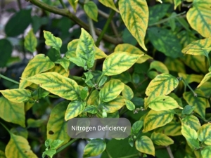 Nitrogen Deficiency in pepper