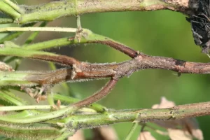 Soybean plant affected by Phytophthora root rot, showing brown, decayed roots and wilting foliage.