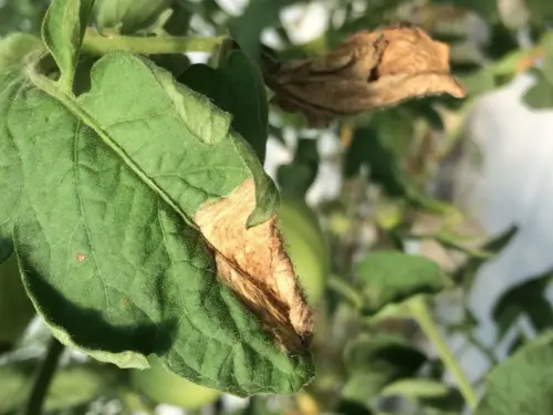 Tips to Get Rid of Gray Mold on Tomatoes