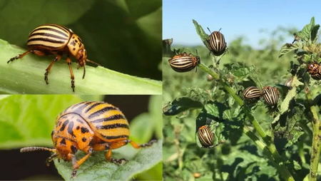 Colorado Potato Beetle