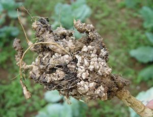 Close-up image of a cabbage plant affected by Clubroot disease, showing swollen and distorted roots.