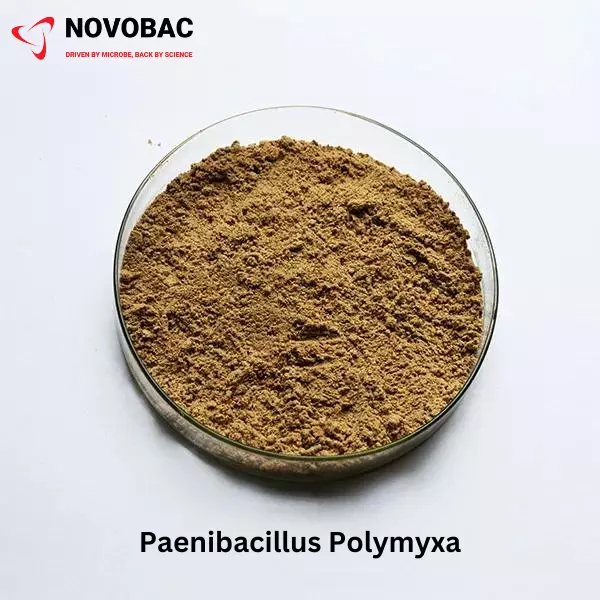 PAENIBACILLUS POLYMYXA