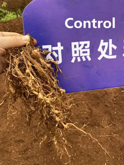 Nematode Control