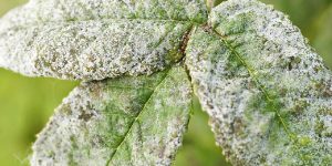 Close-up image of a mango leaf covered with white powdery mildew.