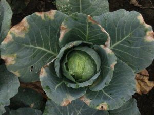 Close-up image of a cabbage leaf affected by Black Rot disease, showing yellowing and dark veins.