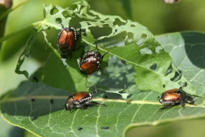 A Japanese beetle with a metallic green body and bronze wing covers feeding on soybean leaves.