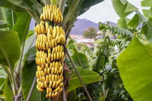 A large cluster of ripe yellow bananas hanging from a banana plant, surrounded by green leaves. The background shows a distant view of a mountainous landscape and some buildings.