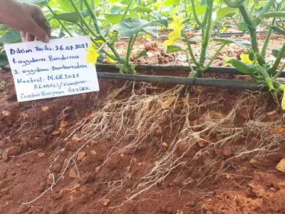 Cucumber roots treated by Trianum Shield