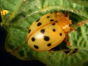 Close-up image of a Mexican bean beetle, showcasing its yellow-orange body with black spots, feeding on a soybean leaf.