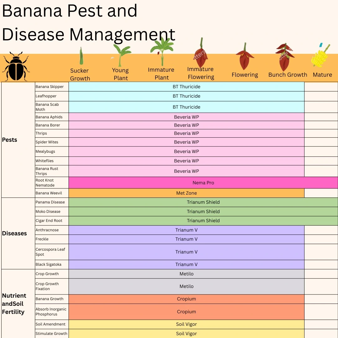 banana pest and disease management