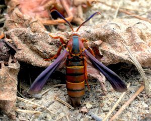 A close-up image of a grape root borer moth with distinctive red and black coloring, sitting on dry leaves.