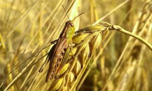 Grasshopper on a wheat spike in a field.