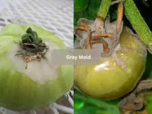 Gray-Mold-Tomato-Disease