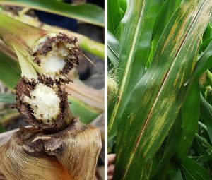 Corn plant showing symptoms of Anthracnose Leaf Blight and Stalk Rot with gray leaf spot lesions.