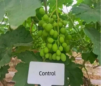 Metilo biological nitrogen fixation control on grape