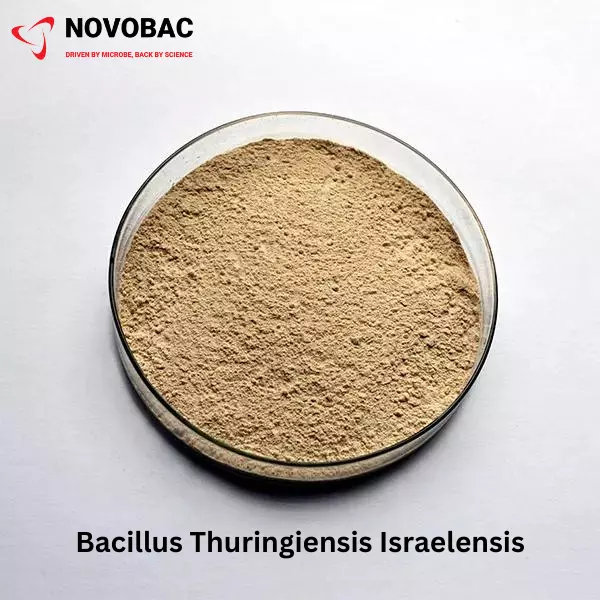 BACILLUS THURINGIENSIS ISRAELENSIS