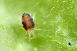 Close-up of a spider mite on a green leaf surface. The mite is small, oval-shaped, with a reddish-brown body.