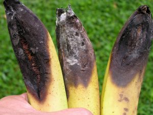 Close-up of three bananas showing symptoms of Moko disease, characterized by dark, rotting lesions at the tips of the fruit.