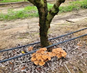 A grapevine trunk with clusters of orange-brown mushrooms growing at the base, indicating a fungal infection such as Armillaria root rot.