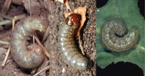 Three images of cutworm larvae, a common grape pest, showing different stages of development and body types.