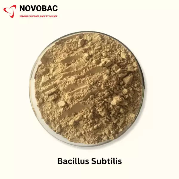 BACILLUS SUBTILIS