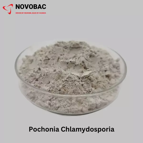 POCHONIA CHLAMYDOSPORIA