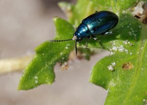 A close-up image of a metallic blue grape flea beetle on a green leaf, showing small feeding holes.