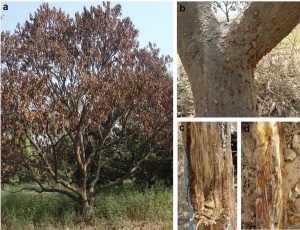 Composite image showing a mango tree affected by dieback disease, with close-up views of tree trunk lesions and internal wood damage.