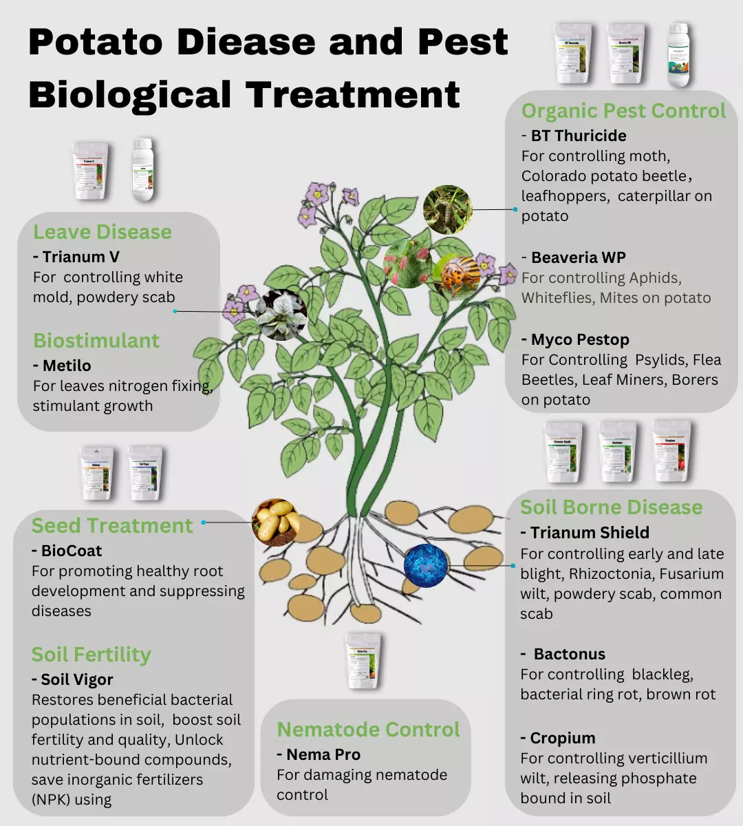 potato-disease-pest-biological-treatment