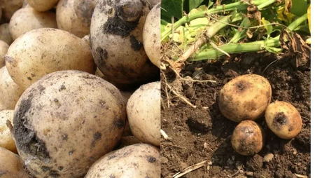 brown rot of potato