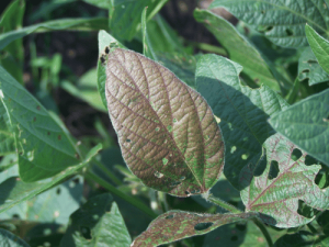 Soybean leaves with brown spots indicating Septoria Brown Spot disease.