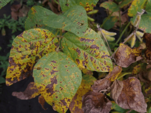 Soybean plants with curled and mottled leaves due to Soybean Mosaic Virus