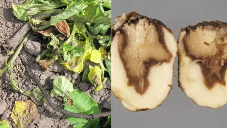 blackleg of potato