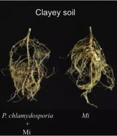 Effect in Clayey Soil