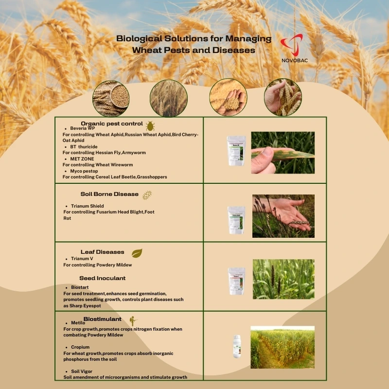 biological solutions for managing wheat pests and diseases using Novobac products