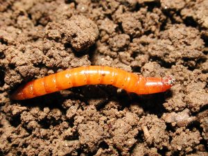 Wireworm in dark soil.