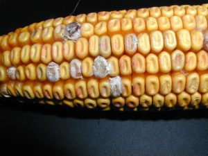 Corn cob affected by Fusarium Ear Rot, displaying moldy, discolored kernels.