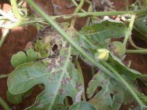 Leaves with brown, irregular spots and lesions, indicative of a grape disease such as downy mildew or anthracnose.