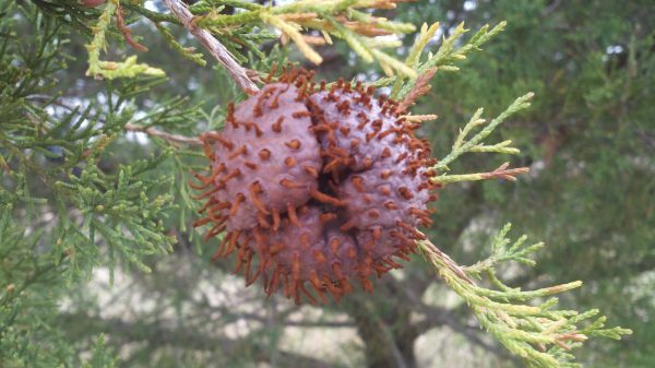 Best Fungicides for Cedar Apple Rust and its treatment