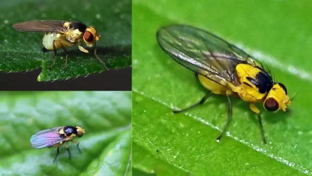 leaf miners 