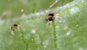 Close-up image of a twospotted spider mite on a soybean leaf, showing its tiny, oval-shaped body and characteristic two dark spots on its back.