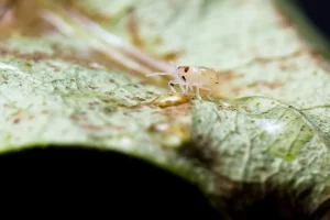 Close-up image of cabbage leaves infested with spider mites, showing tiny yellow and brown spots and webbing. 